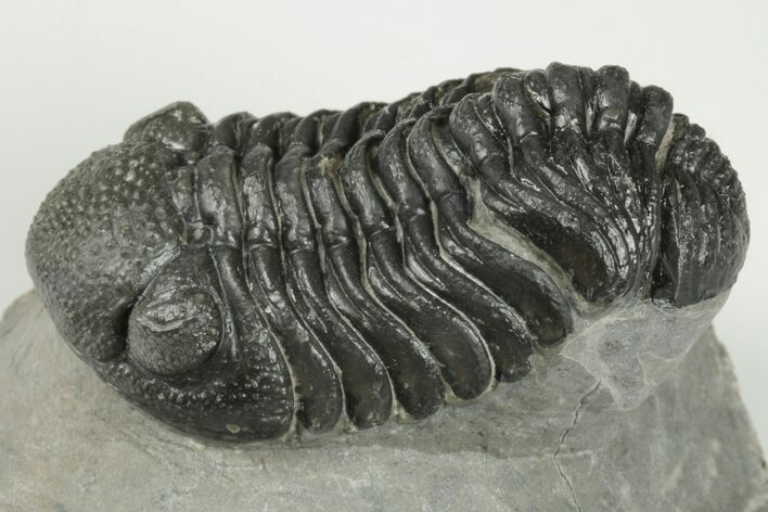 2.1" Detailed Morocops Trilobite Fossil - Morocco
